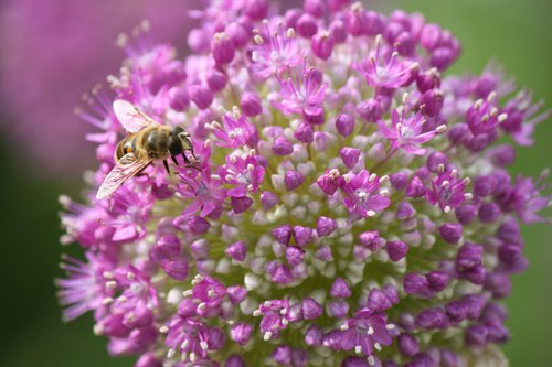 Bee and allium by Sonja  Čvorović