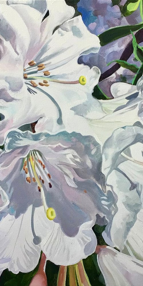 White Rhododendron's In The Sunlight by Joseph Lynch