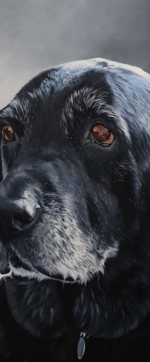 Black Labrador by Julian Wheat