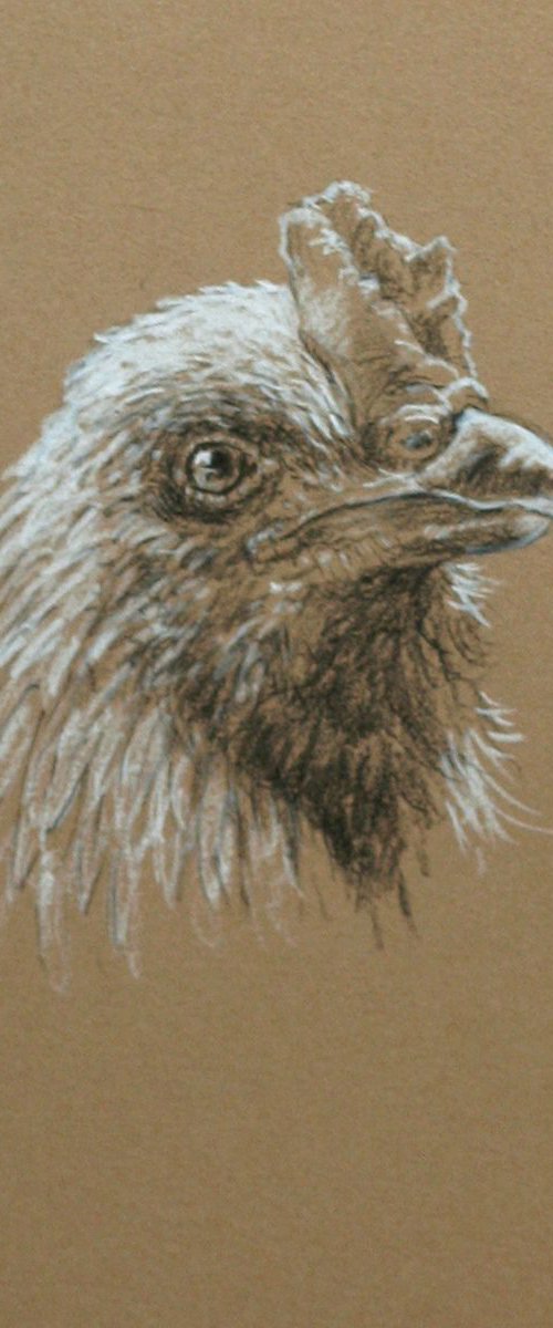 Rooster portrait by John Fleck