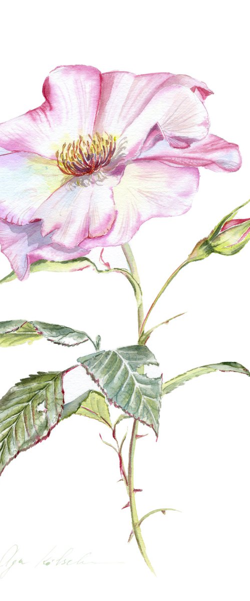 Wild Rose by Olga Koelsch