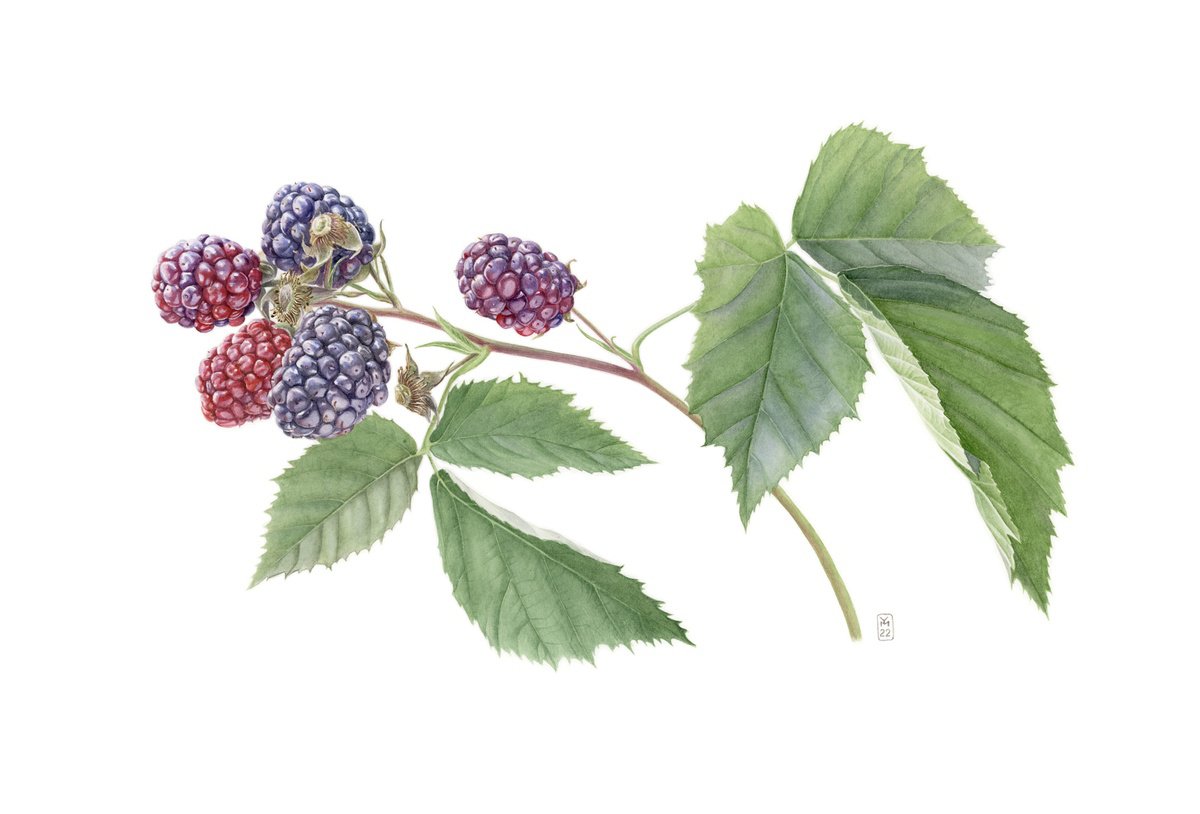 Photorealistic Botanical Watercolour By Yuliia Moiseieva, 22 X 15", Blackberry Branch, Original Artwork