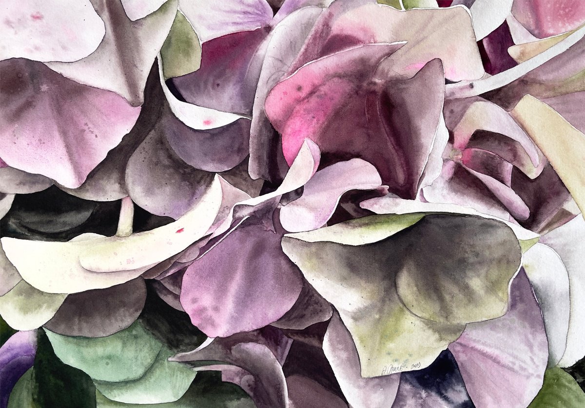 Photorealistic Botanical Watercolour By Alona Hryn, 16 X 11, Hydrangea Bouquet From Keukenhof, Original Artwork