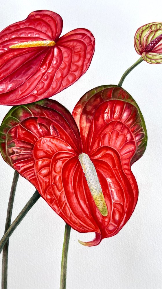 Anthuriums.