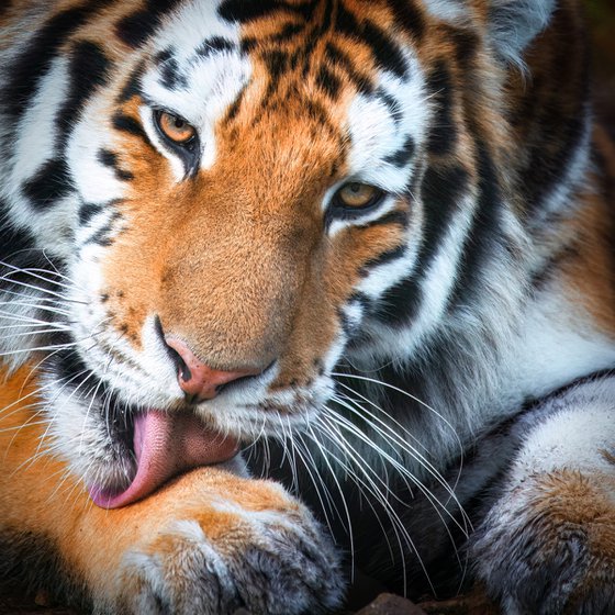 Grooming tiger