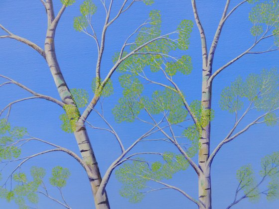 Silver Birch Trees in Spring
