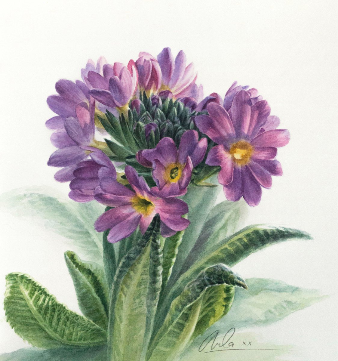 Primula by Lidiya Doukhnevitch