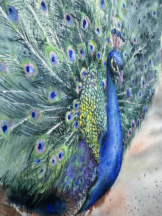 Peacock in full splendour