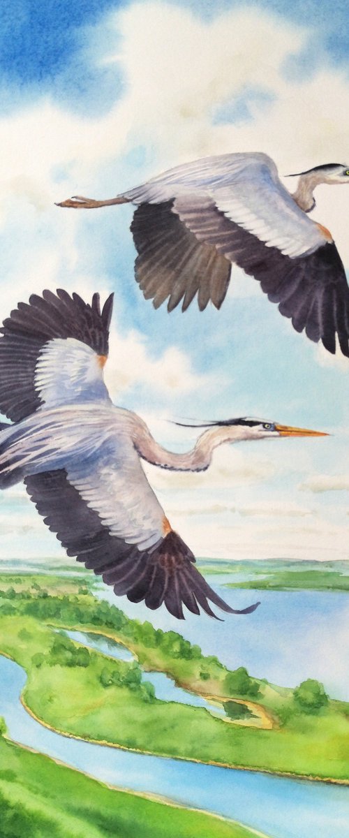 Great Blue Herons in Flight by Olga Beliaeva Watercolour
