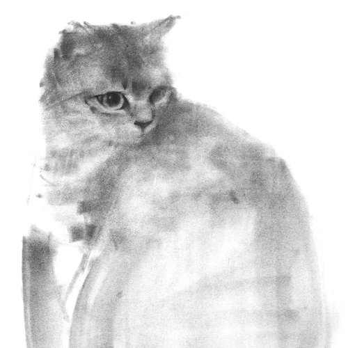 Cat XII by Tianyin Wang