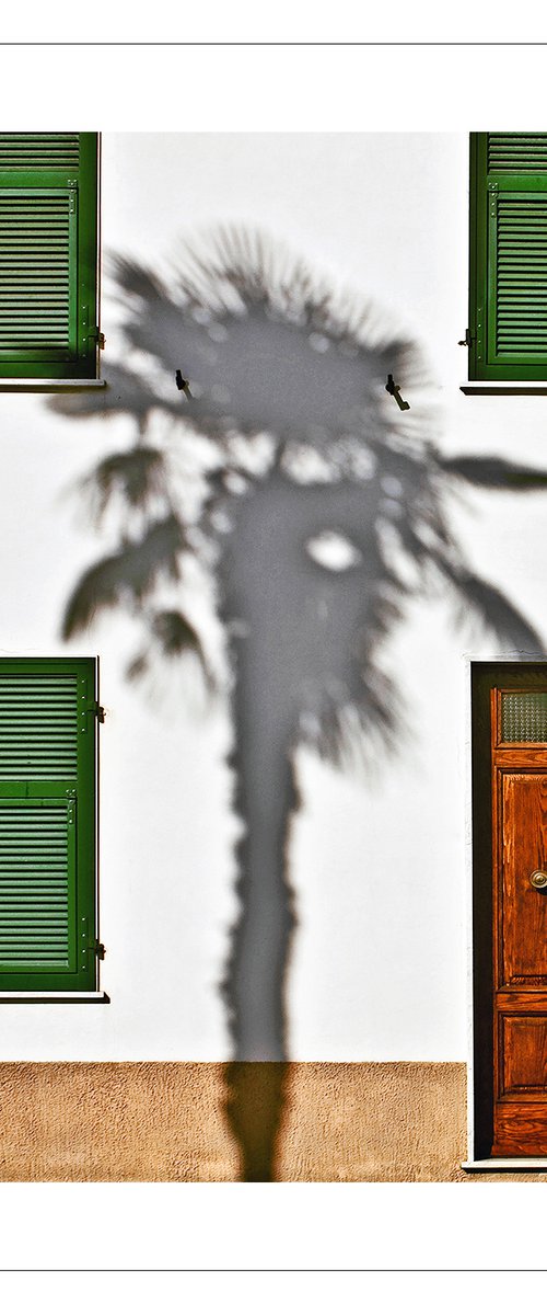 Palm Tree by Beata Podwysocka