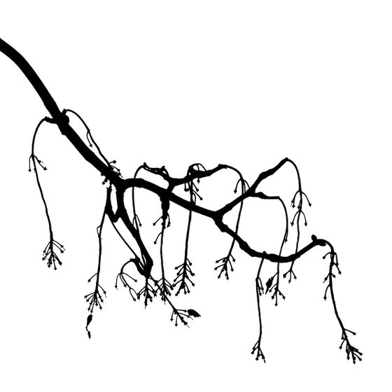 Baum 5