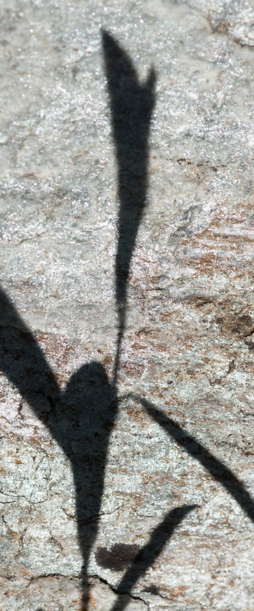 Shadows on the Stone 2 by Dieter Mach