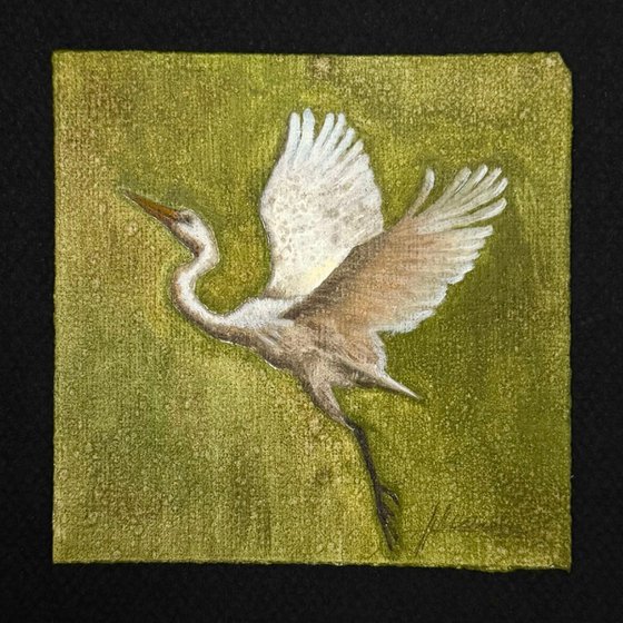 White Egret
