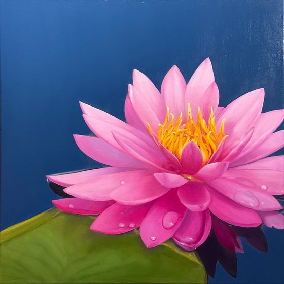 Shine. Water Lily