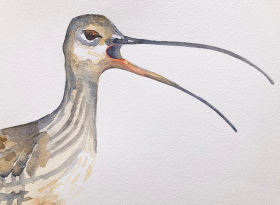 Curlew ( inspired by Jim Moir)
