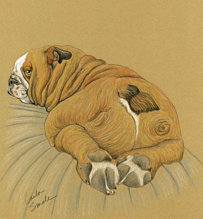 English Bulldog Drawings لم يسبق له مثيل الصور Tier3 Xyz