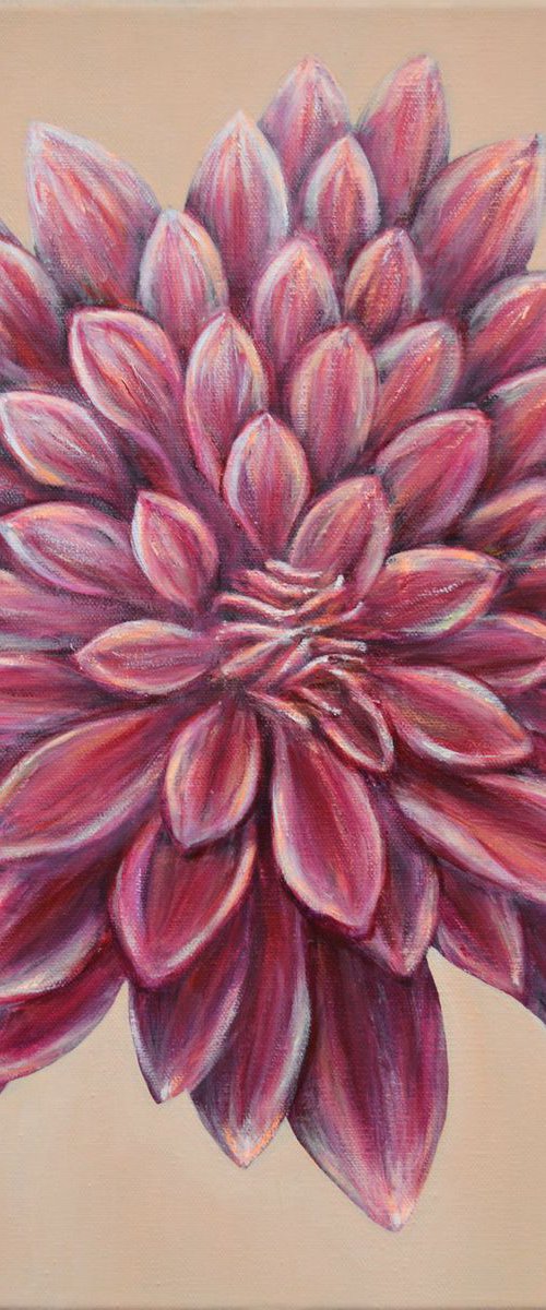 Dahlia Opening by Jacqueline Talbot