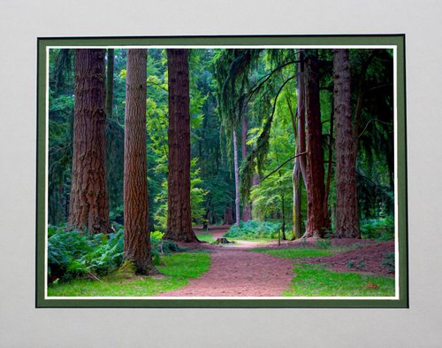 Tall Trees Trail, New Forest by Robin Clarke