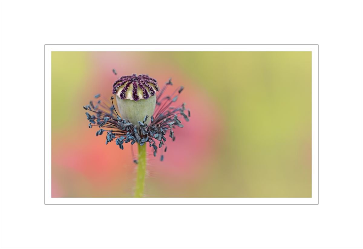 poppy seed head by Alan Ranger