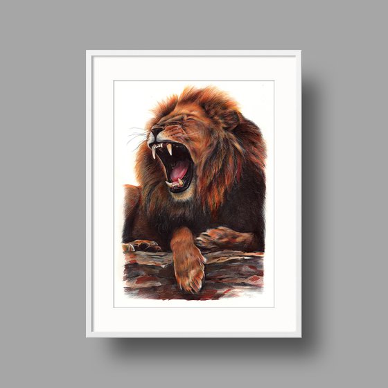 Lion - Animal Portrait