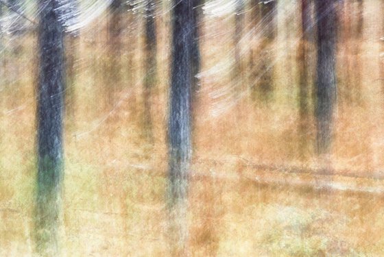 Conifers (studio 4)