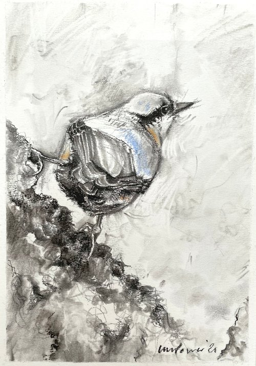 Charcoal Nuthatch by Luci Power
