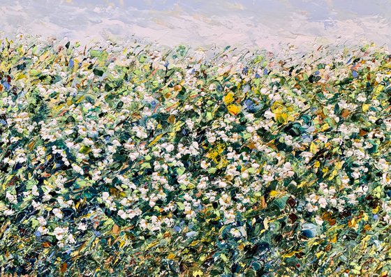 Field of daisies
