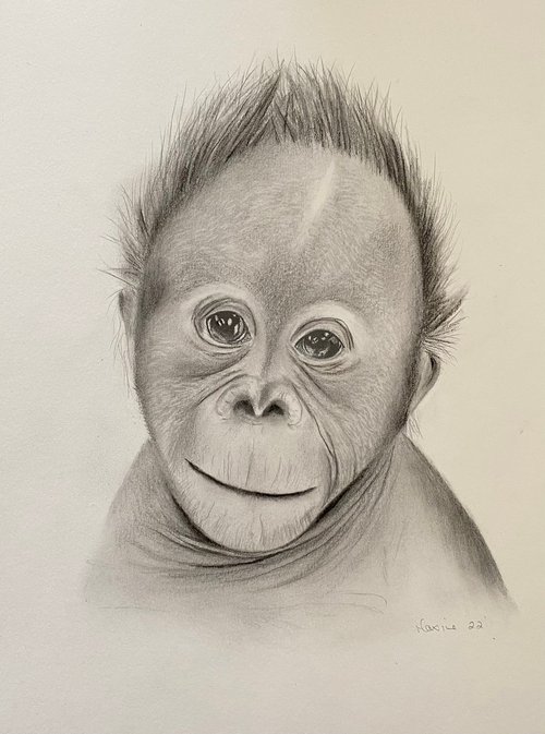 Baby orangutan by Maxine Taylor