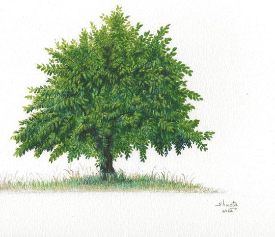 Common Ash Tree
