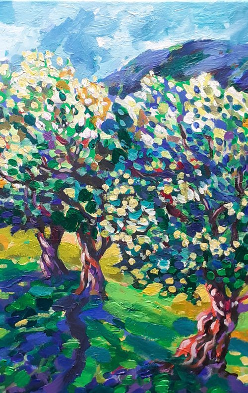 Olive grove with a blue sky by Maja Grecic