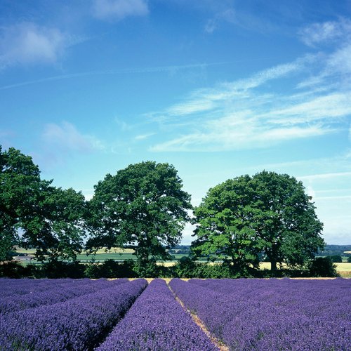 Hampshire Lavender by Alex Cassels