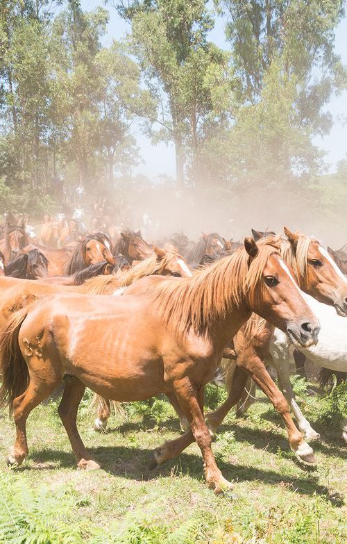 THE HERD by Andrew Lever