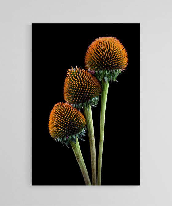 Coneflower Heads