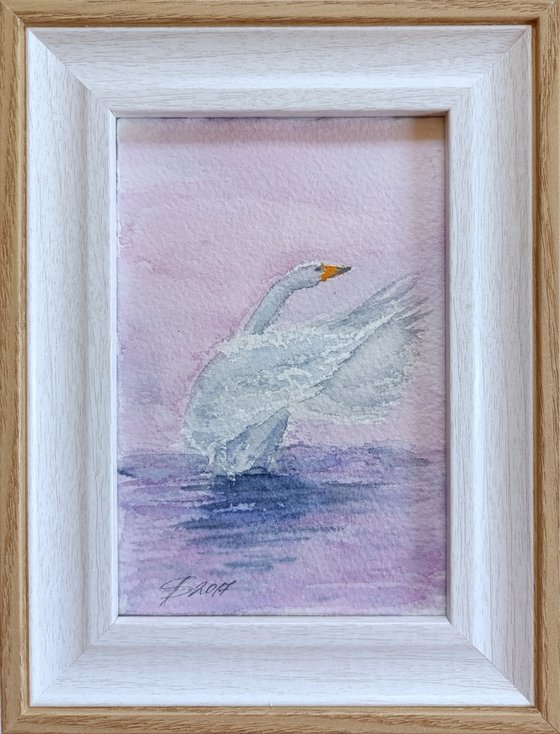 Swan