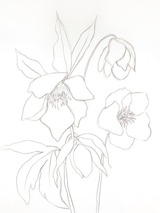 Hellebore No. 30