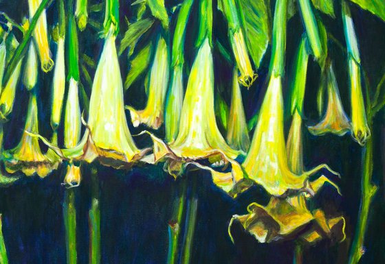 Angels Trumpets