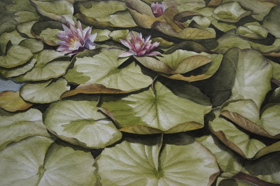 Water lilies