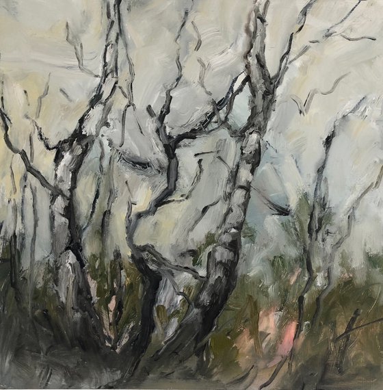 birches in winter