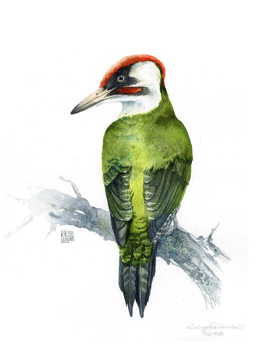 Green Woodpecker, European forest bird by Karolina Kijak