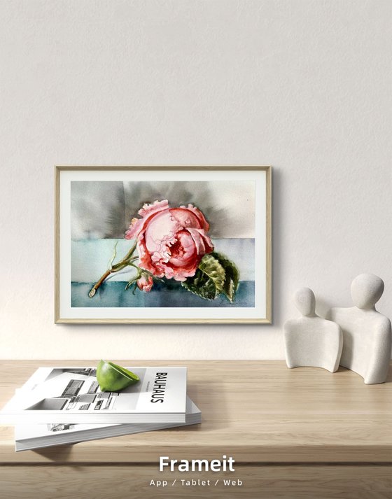 Watercolor pastel pink  Rose queen