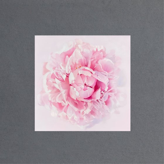 Delicate Peony Bloom