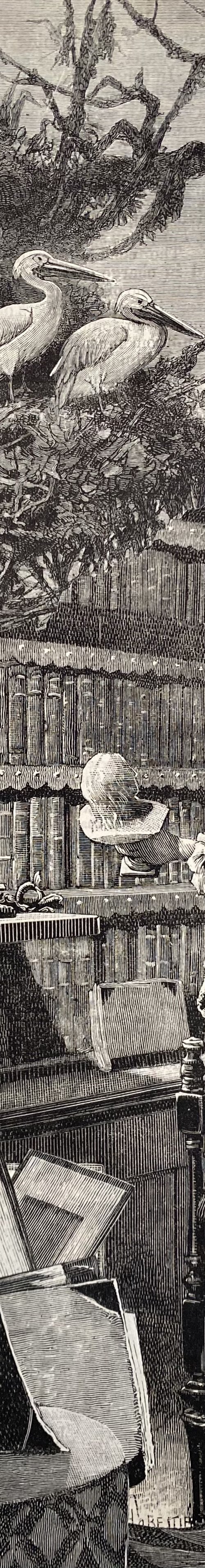 Library Birds by Tudor Evans