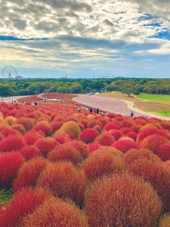 SEASIDE PARK HITACHI