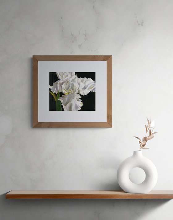 iris in white
