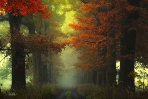 Shamans road on the other side by Janek Sedlar