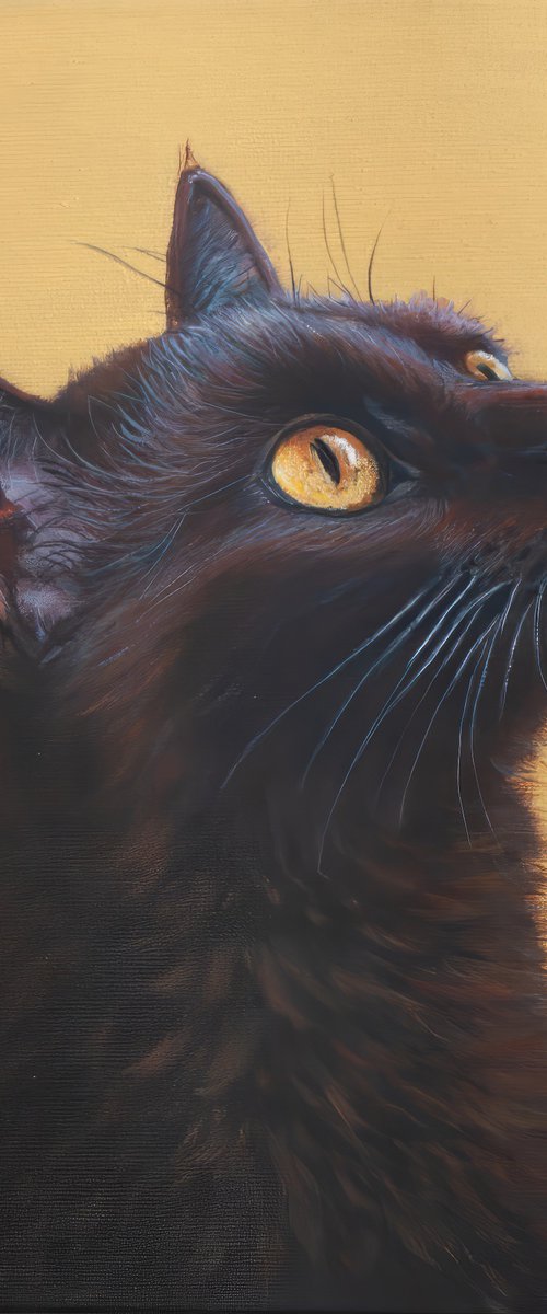 Contemplation by Norma Beatriz Zaro