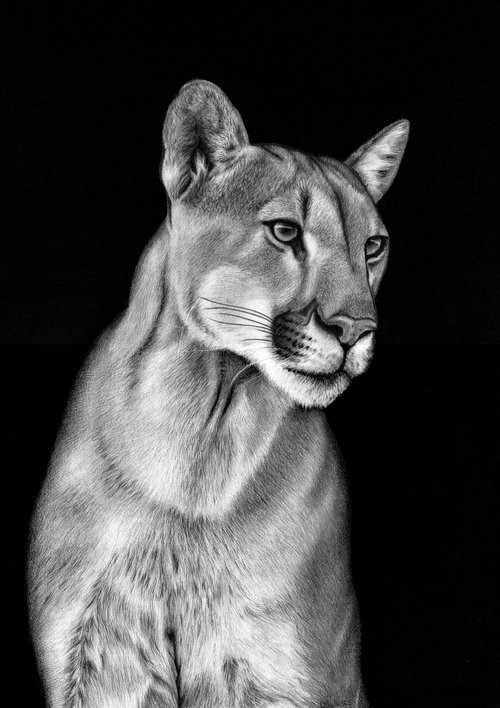 Puma by Sulkers Art