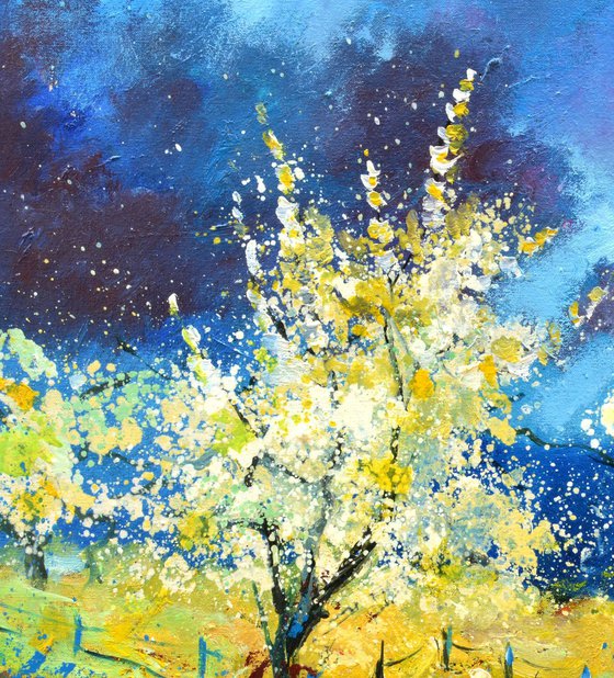 Orchard in spring- 6523