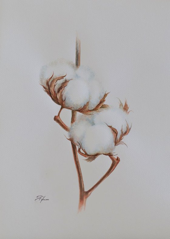 Cotton flowers 2